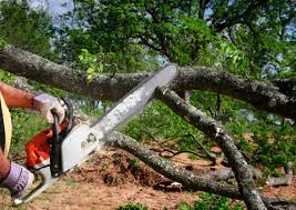 Why Choose Our Tree Removal Services in Olmsted Falls, OH?